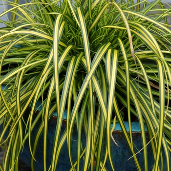Carex oshimensis EverColor® 'Eversheen' PP25938
