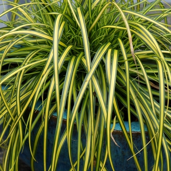 Carex oshimensis 'Eversheen' PP25938