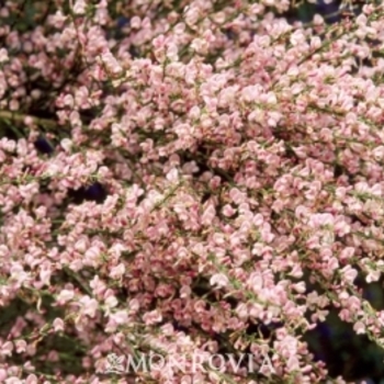 Cytisus 'Minstead' 