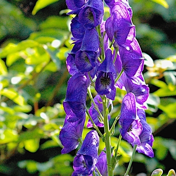 Aconitum 'Multiple Varieties' 