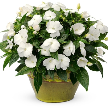 Impatiens hawkeri Infinity® 'White'