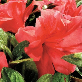 Rhododendron 'Conleo' PP11640