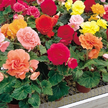 Begonia x tuberhybrida 'Mixture' 