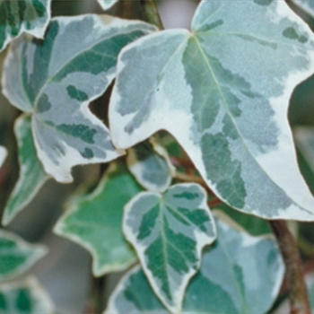 Hedera helix 'Glacier' 