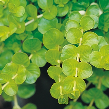 Lysimachia nummularia 'Goldilocks'