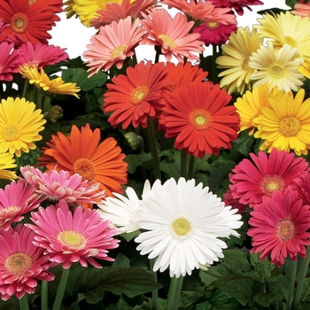 Gerbera 'Mix' 