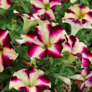 Petunia 'Pulse' 