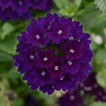 Verbena Lascar™ 'Dark Blue'