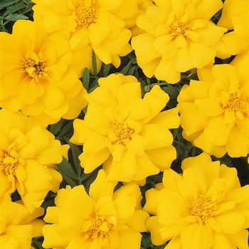 Tagetes patula Durango® 'Yellow'