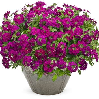 Verbena Superbena Royale® 'Plum Wine'