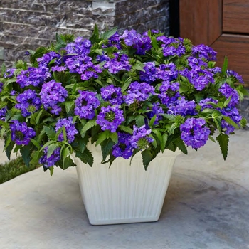 Verbena Superbena® 'Violet Ice'