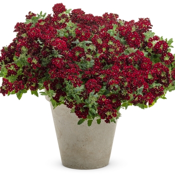 Verbena Superbena Royale® 'Romance'