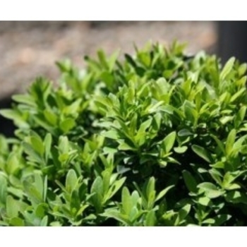 Buxus sempervirens 'Justin Brouwers' 
