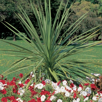 Cordyline indivisa '' (125063)