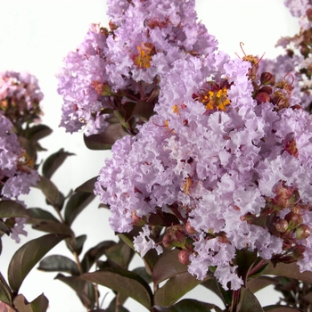 Lagerstroemia indica 'Deled' 