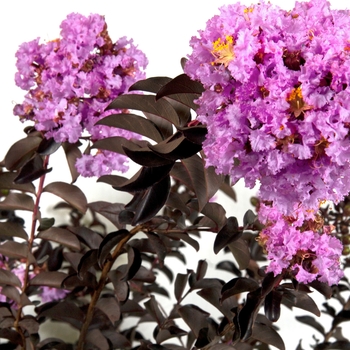 Lagerstroemia indica 'Deleb' 