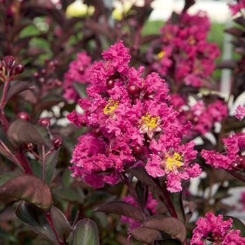 Lagerstroemia indica 'Delee' PPAF