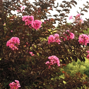 Lagerstroemia indica 'Chocolate Mocha' PP21540