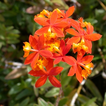 Epidendrum radicans