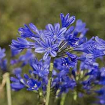 Agapanthus 'Little Blue Fountain™'