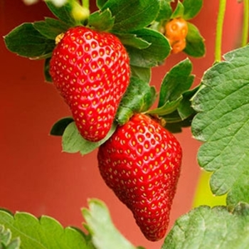 Fragaria x ananassa 'Delizz®' 