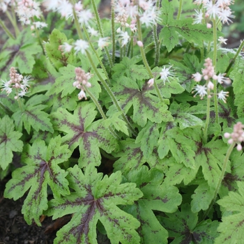 Tiarella 'Elizabeth Oliver' 