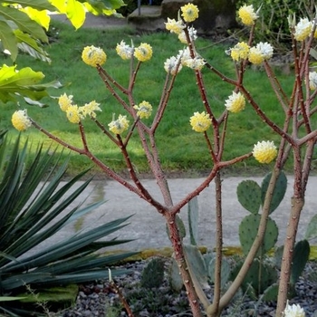 Edgeworthia chrysantha 'Nanjing Gold' 