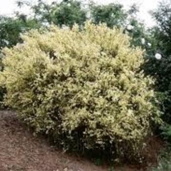 Cytisus scoparius 'Moonlight' 