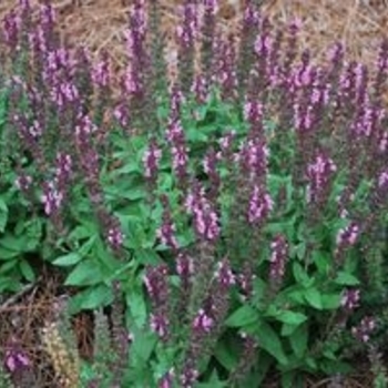 Salvia nemerosa 'Jumbo Pink' 