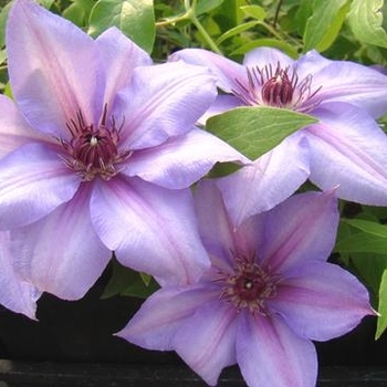 Clematis 'Candy Stripe' 