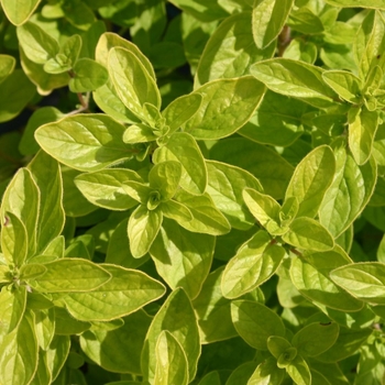 Origanum vulgare 'Thumble's Variety' 