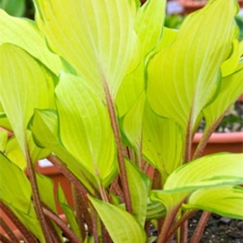 Hosta 'Paradise Island' PP20798