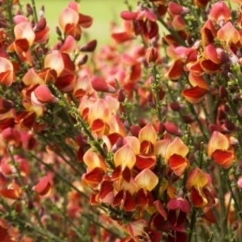 Cytisus x praecox 'Pomona' 