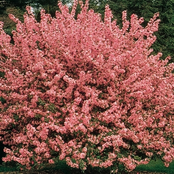 Malus 'Shotizam' 
