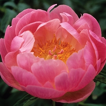 Paeonia 'Abalone Pearl' 