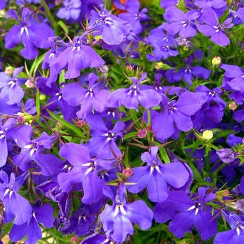 Lobelia erinus 'Crystal Palace' 