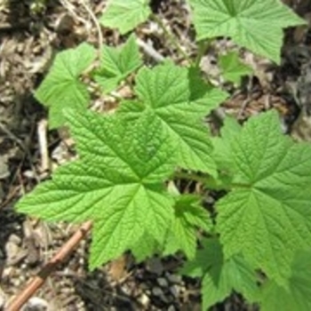 Rubus parviflorus