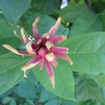 Calycanthus occidentalis