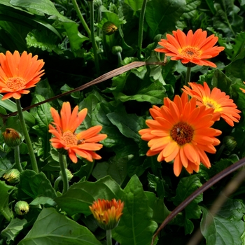 Gerbera Drakensberg Daisy™ 'Electric Orange'