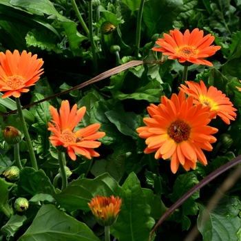 Gerbera 'Electric Orange' 