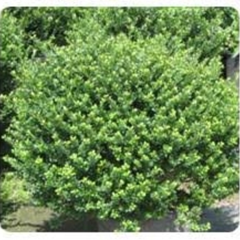 Ilex crenata 'Howardi' 