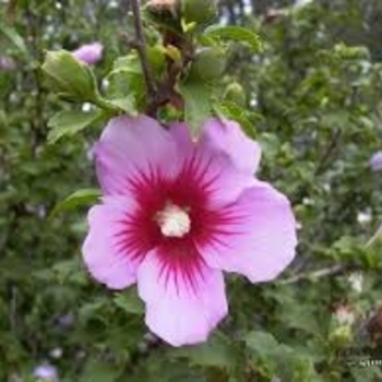 Hibiscus syriacus 'Hollandia' 