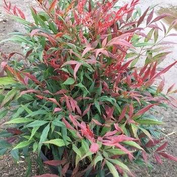 Nandina domestica 'Nansid' 