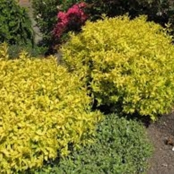 Spiraea x bumalda 'Lemon Princess' 