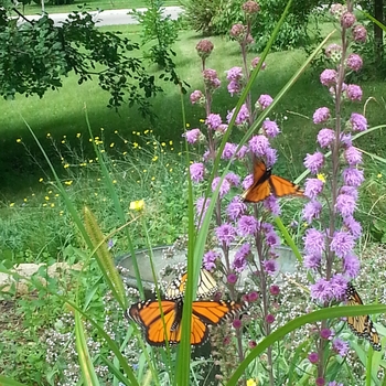 Liatris ligulistylis