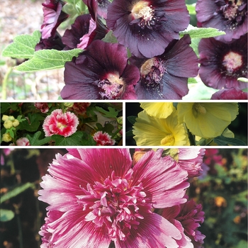 Alcea 'Multiple Varieties'