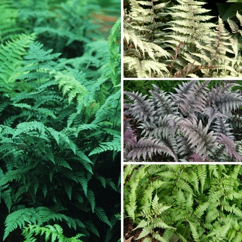 Athyrium 'Multiple Varieties'