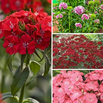 Dianthus barbatus 'Multiple Varieties' 