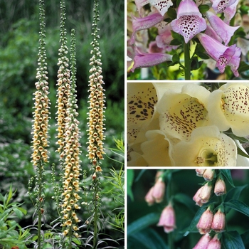 Digitalis 