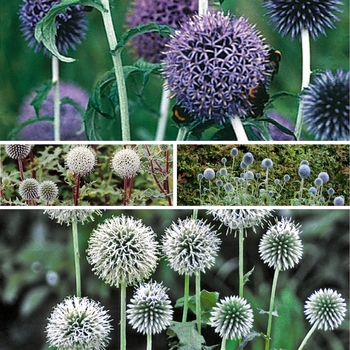 Echinops 'Multiple Varieties' 